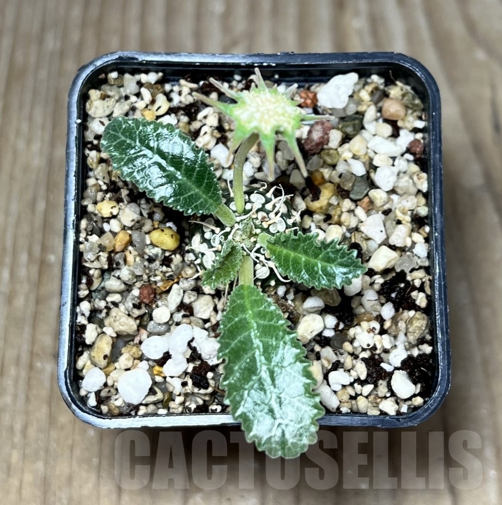 SHPR23630 Dorstenia sp. ‘Lav 23877’ - Зображення 2