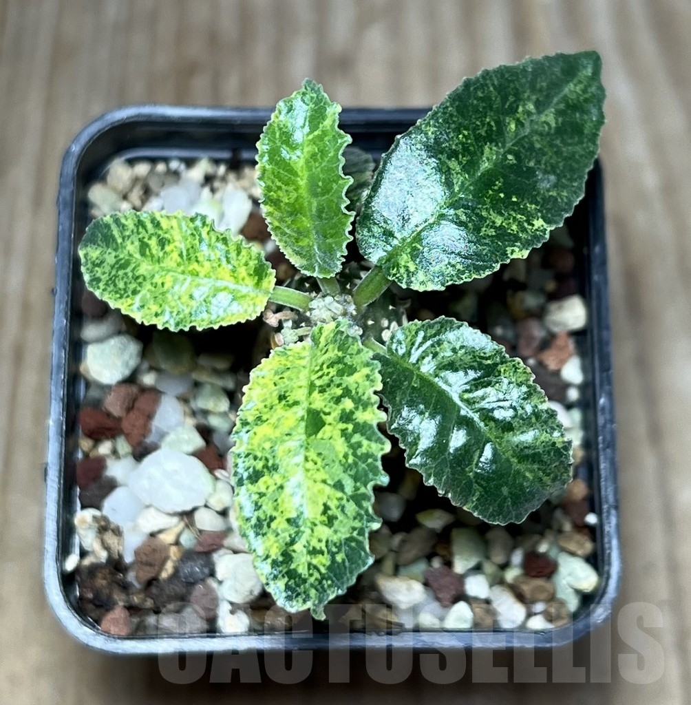 SHPR23631 Dorstenia horwoodii hybrid f. variegata - Зображення 2