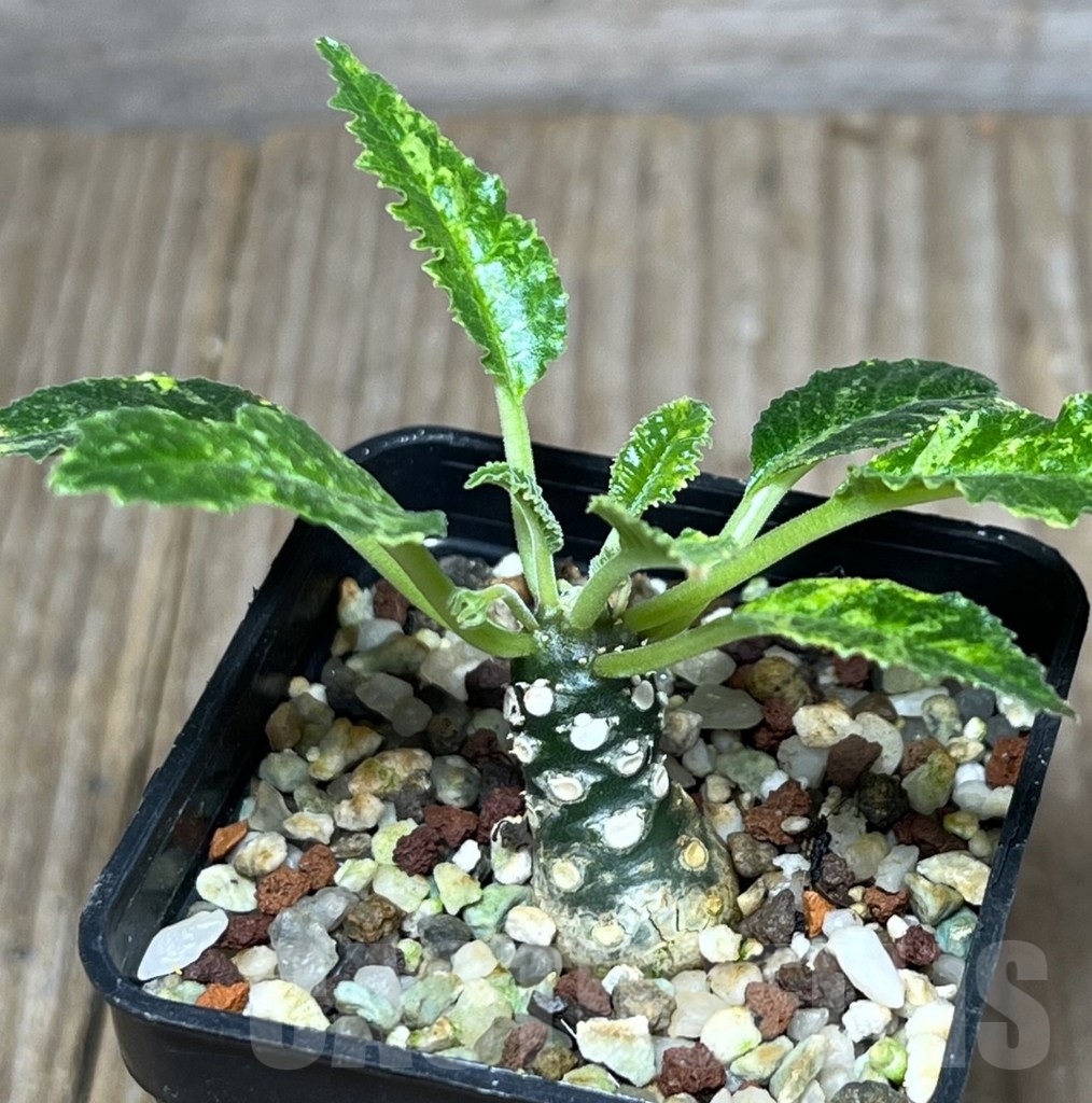 SHPR23633 Dorstenia horwoodii hybrid f. variegata