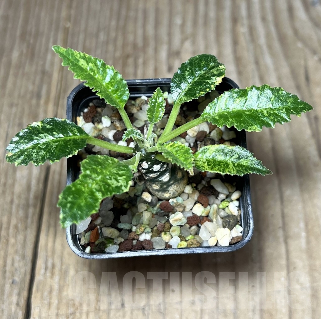 SHPR23633 Dorstenia horwoodii hybrid f. variegata - Image 2