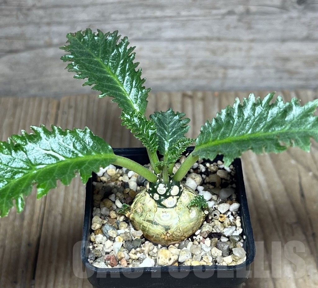 SHPR23636 Dorstenia horwoodii