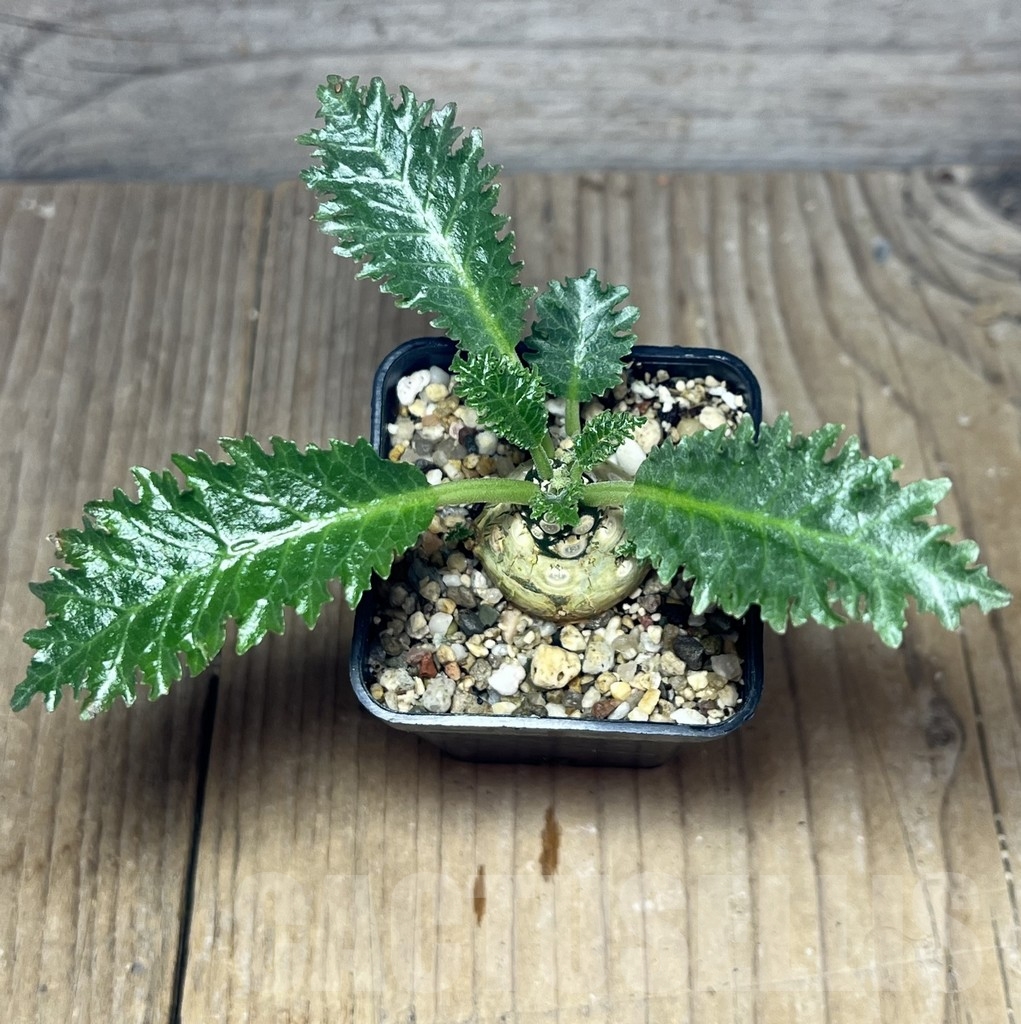 SHPR23636 Dorstenia horwoodii - Image 2