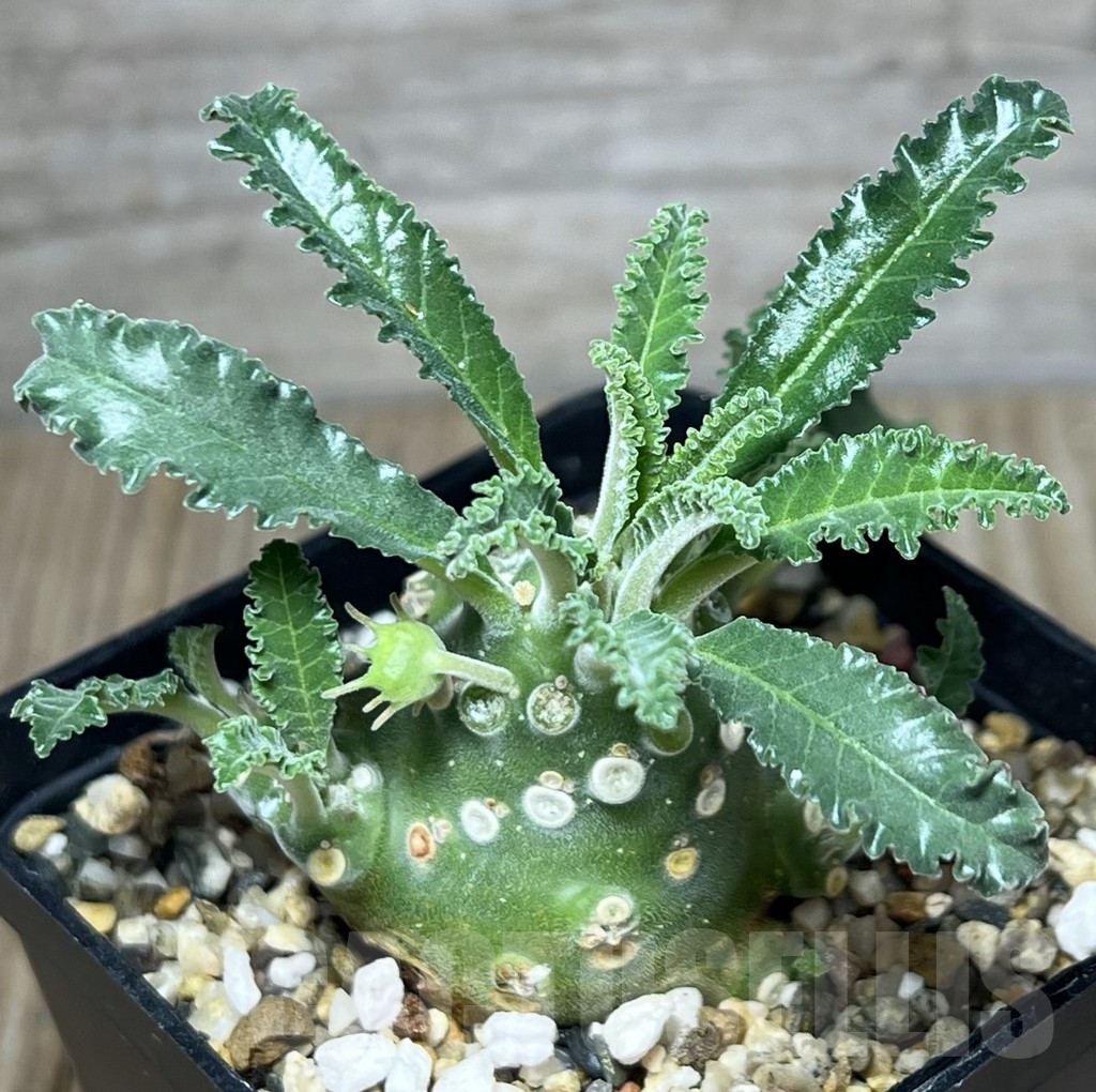 SHPR23639 Dorstenia lavrani