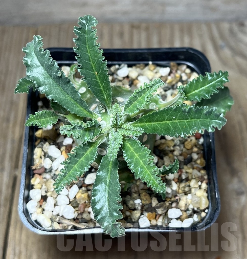 SHPR23639 Dorstenia lavrani - Image 2