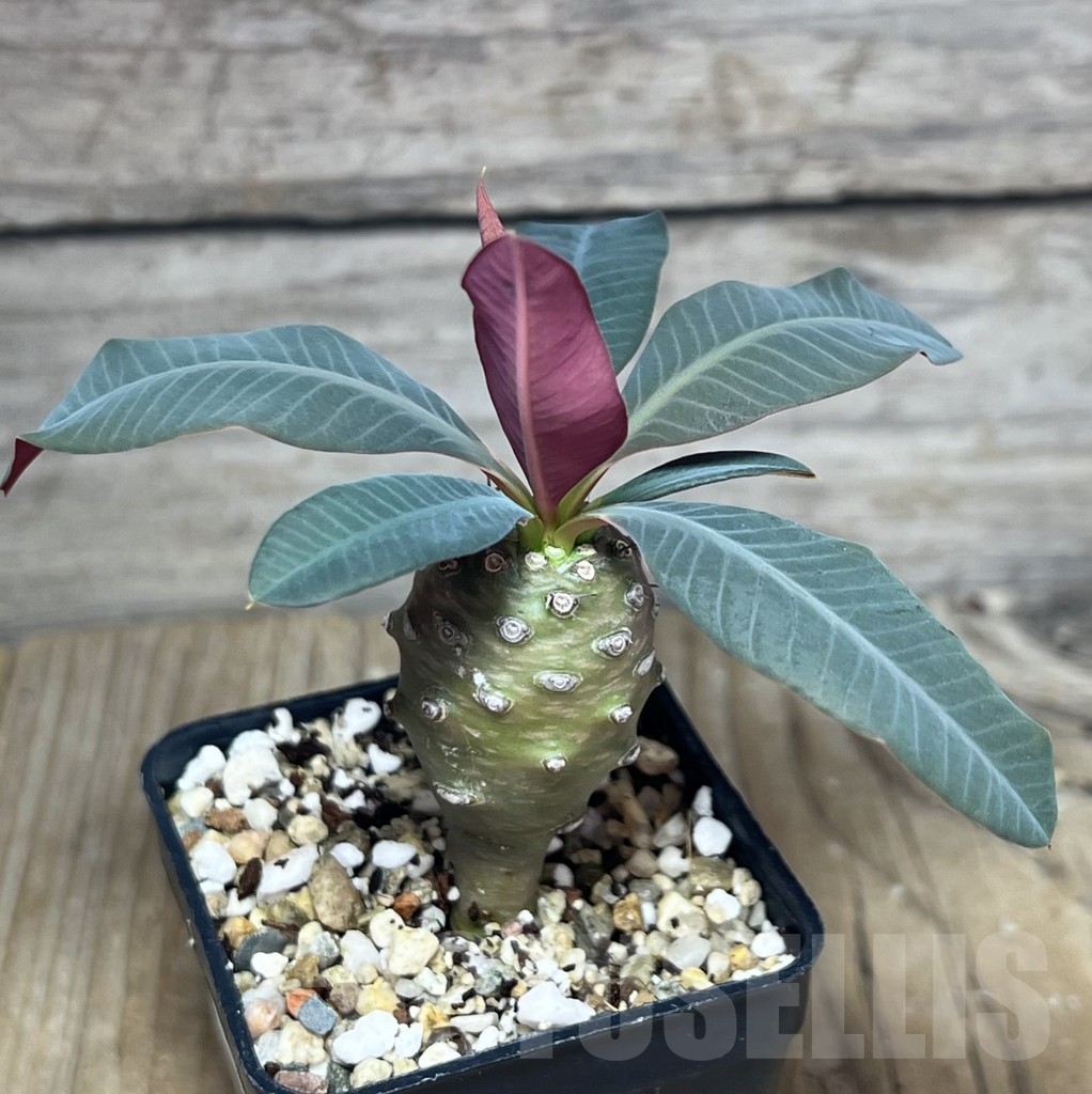 SHPR23646 Euphorbia pachypodioides