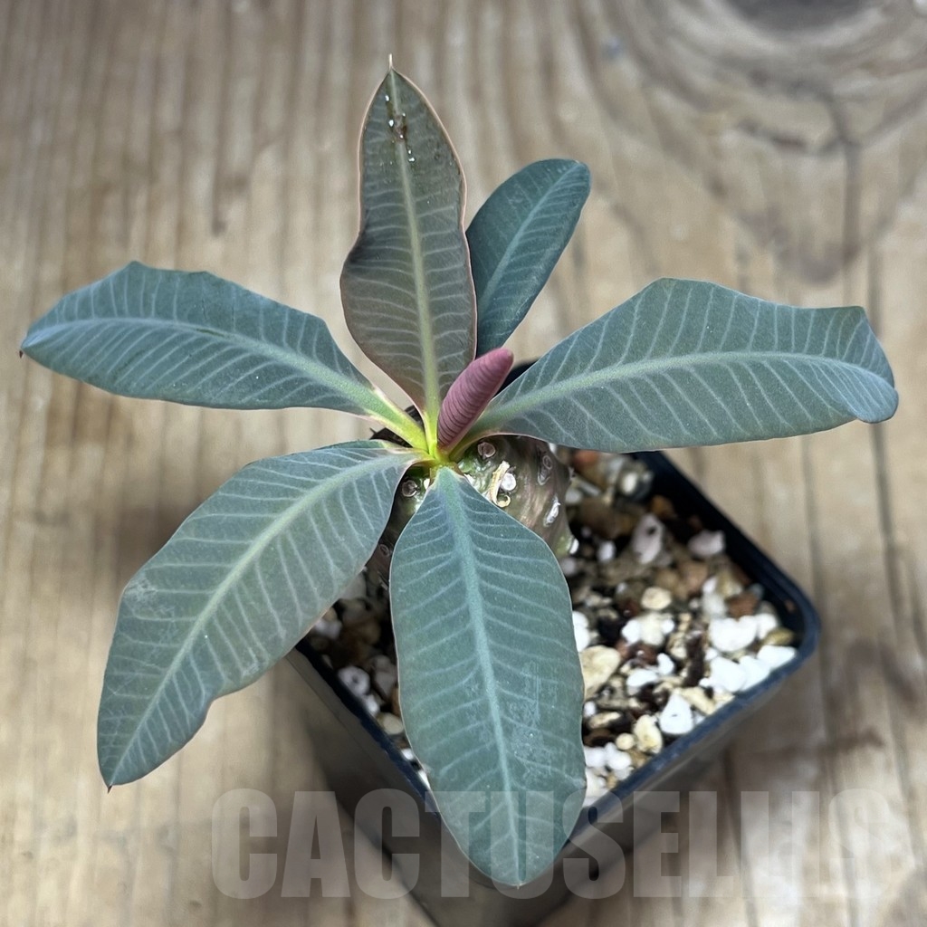 SHPR23646 Euphorbia pachypodioides - Obrázek 2