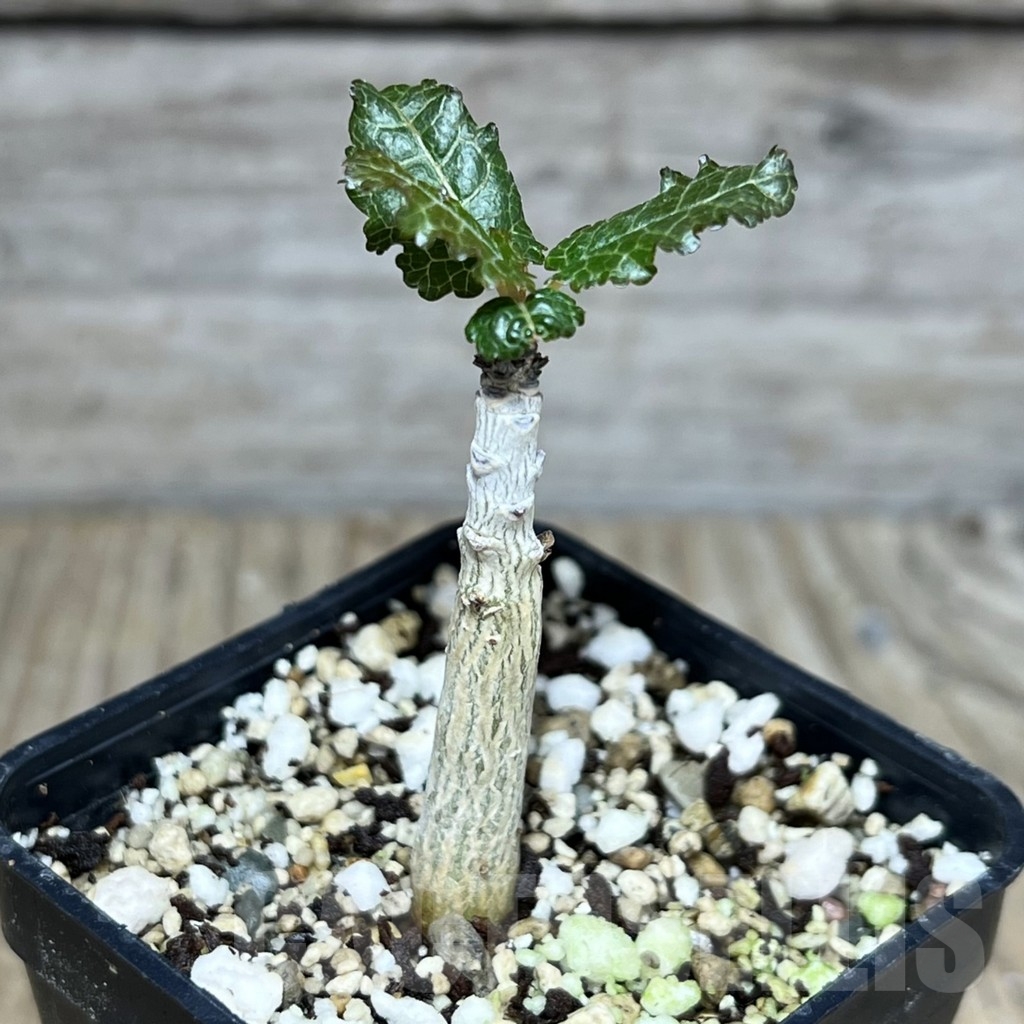 SHPR23647 Boswellia nana