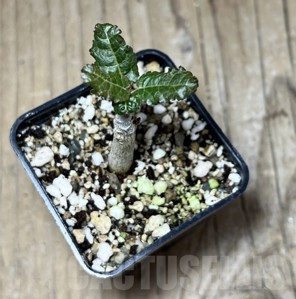 SHPR23647 Boswellia nana - Obrázek 2