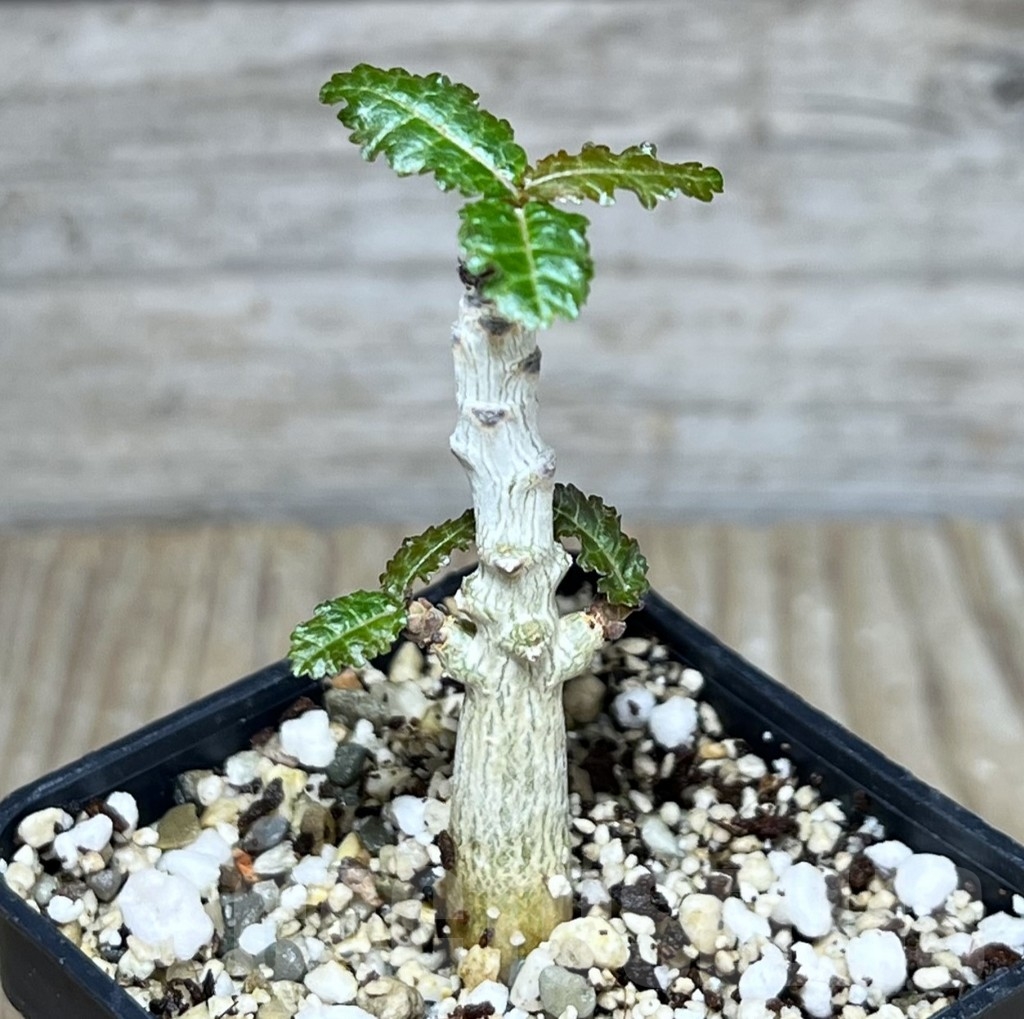 SHPR23648 Boswellia nana