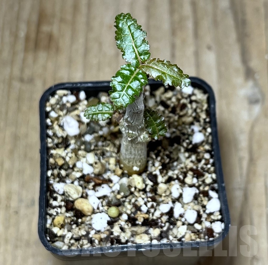 SHPR23648 Boswellia nana - Image 2