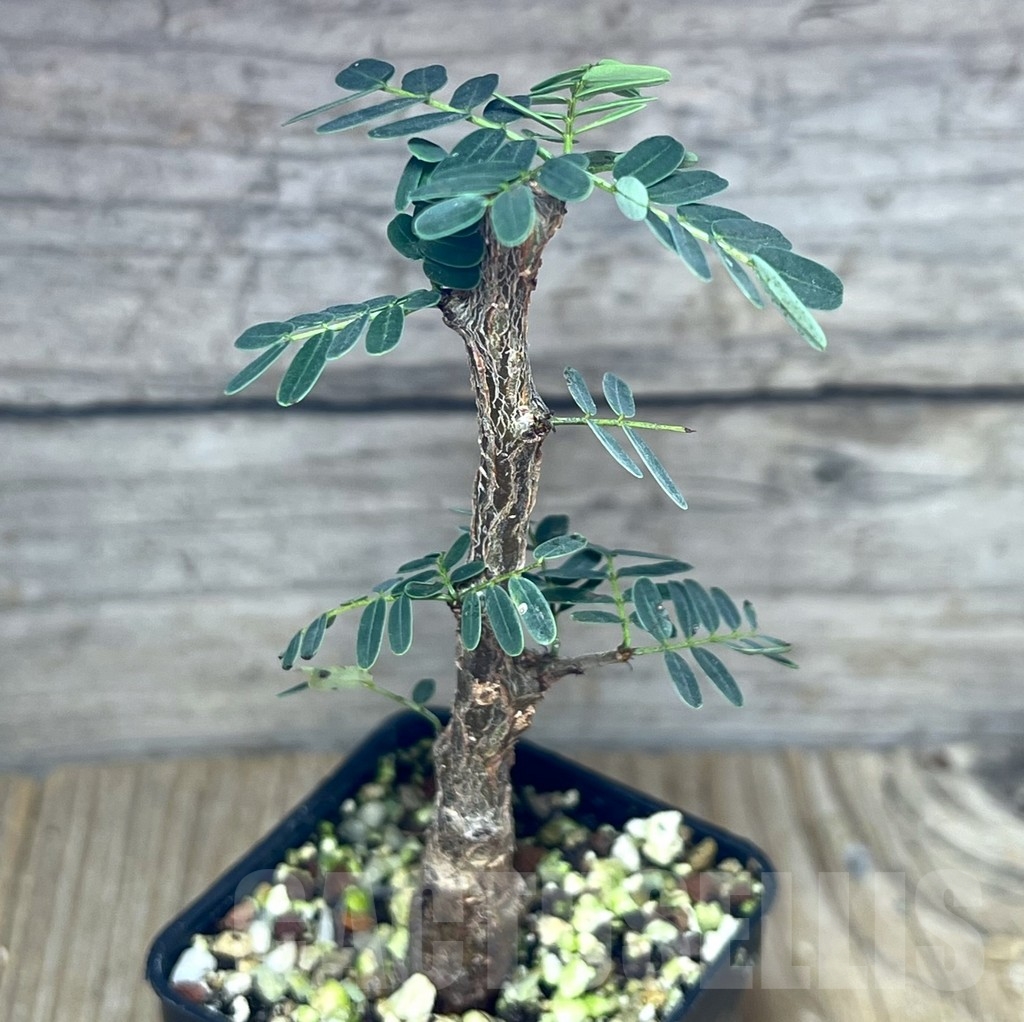 SHPR23649 Senna meridionalis