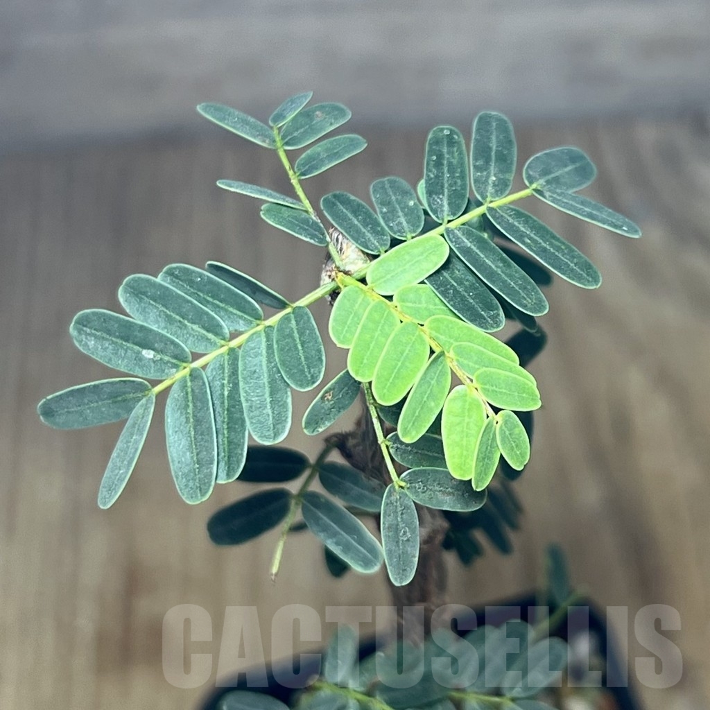 SHPR23649 Senna meridionalis - Image 2