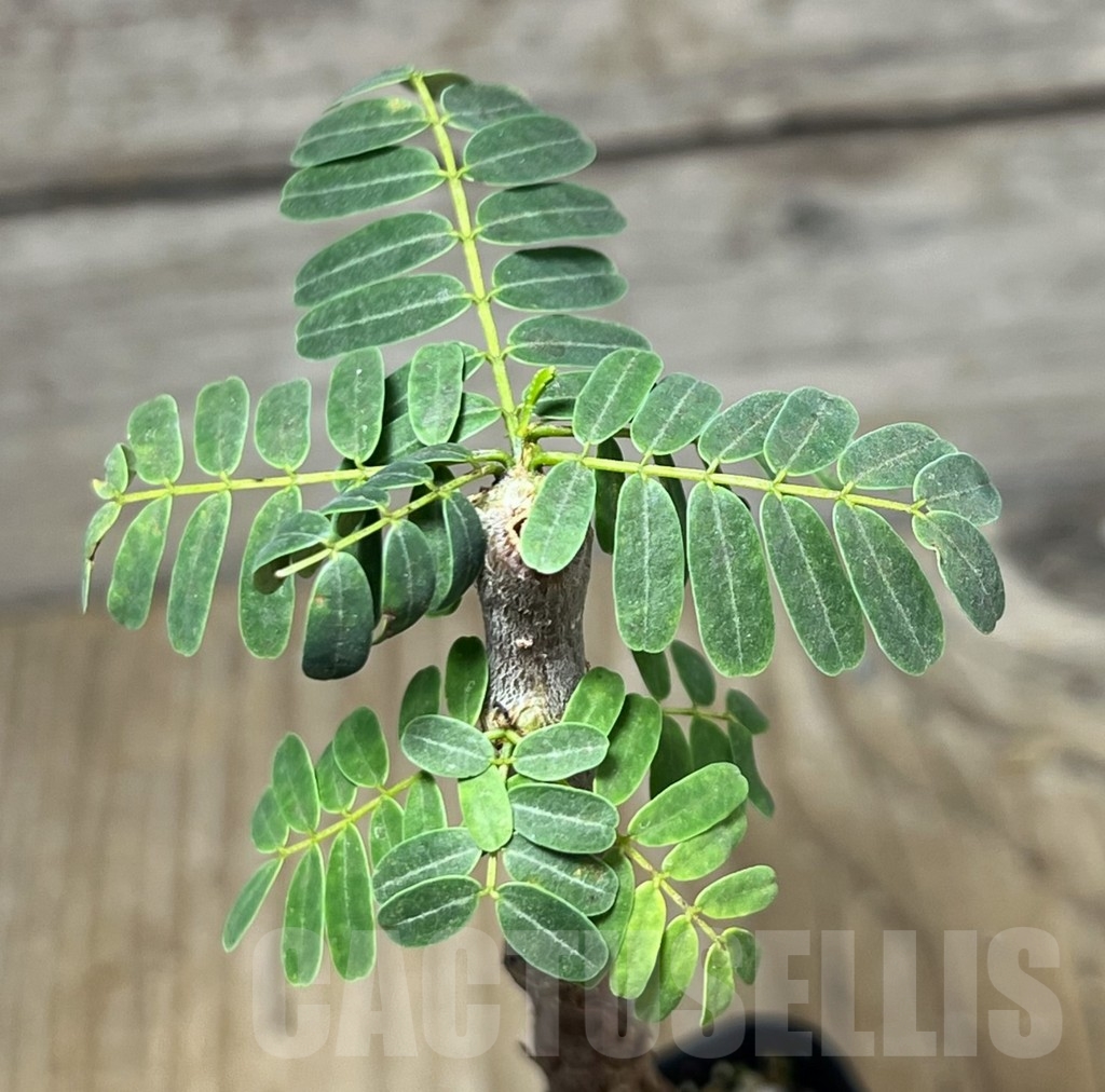 SHPR23650 Senna meridionalis - Image 2