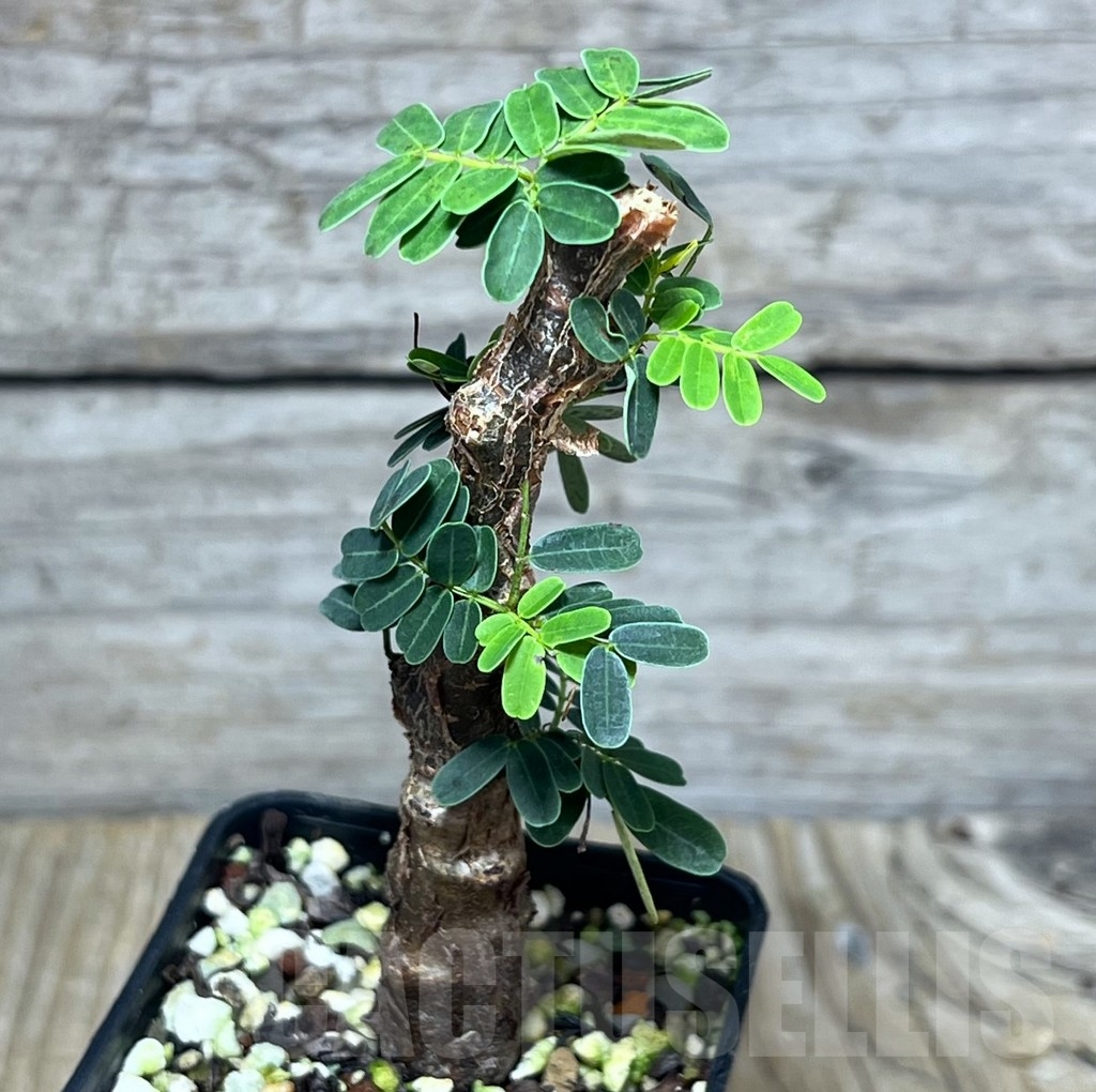 SHPR23651 Senna meridionalis