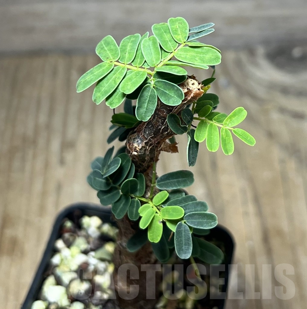 SHPR23651 Senna meridionalis - Image 2