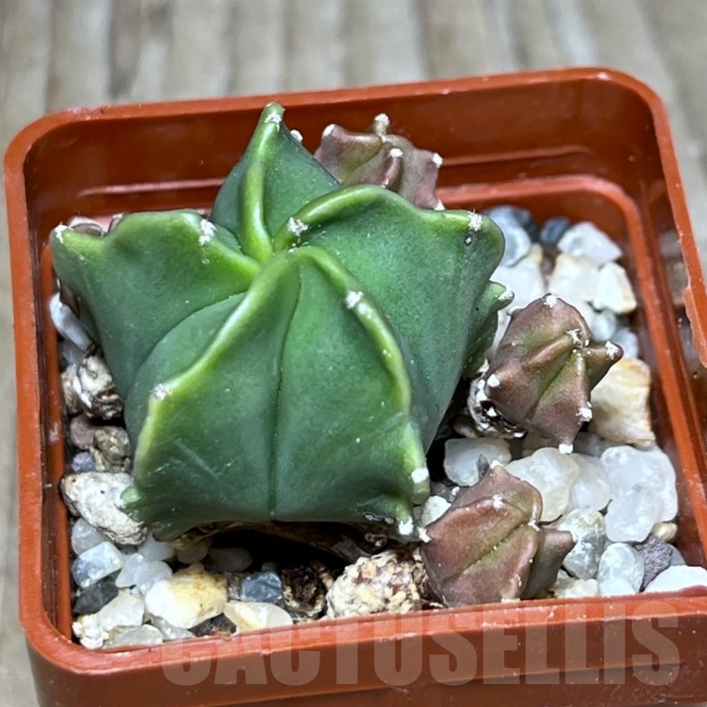 SHPR23657 Astrophytum myriostigma 'Kikko'