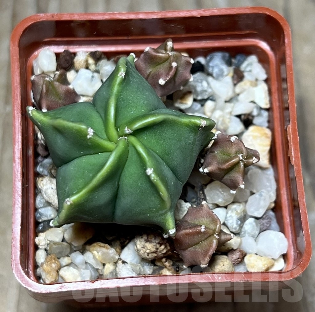 SHPR23657 Astrophytum myriostigma 'Kikko' - Imagen 2