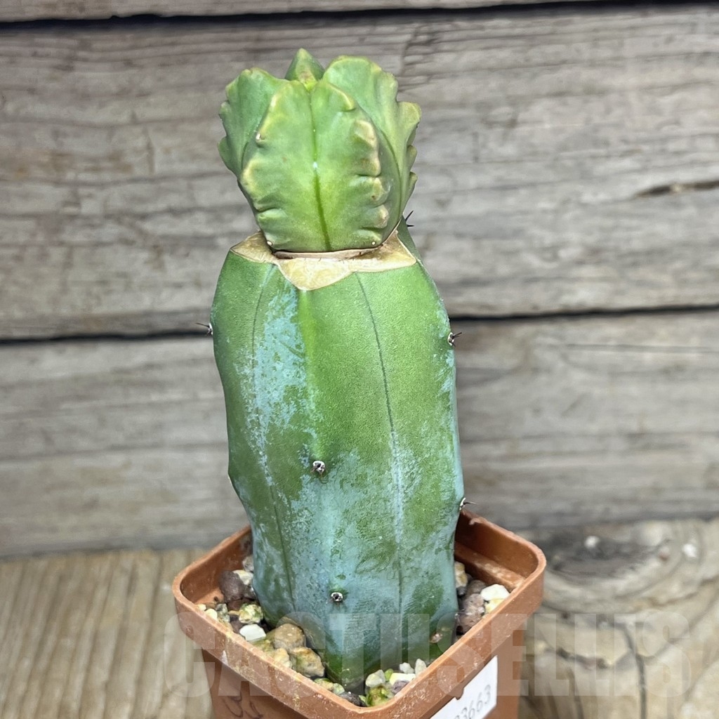 SHPR23663 Astrophytum myriostigma ‘Kikko’ f. variegata, grafted - Obrázek 2