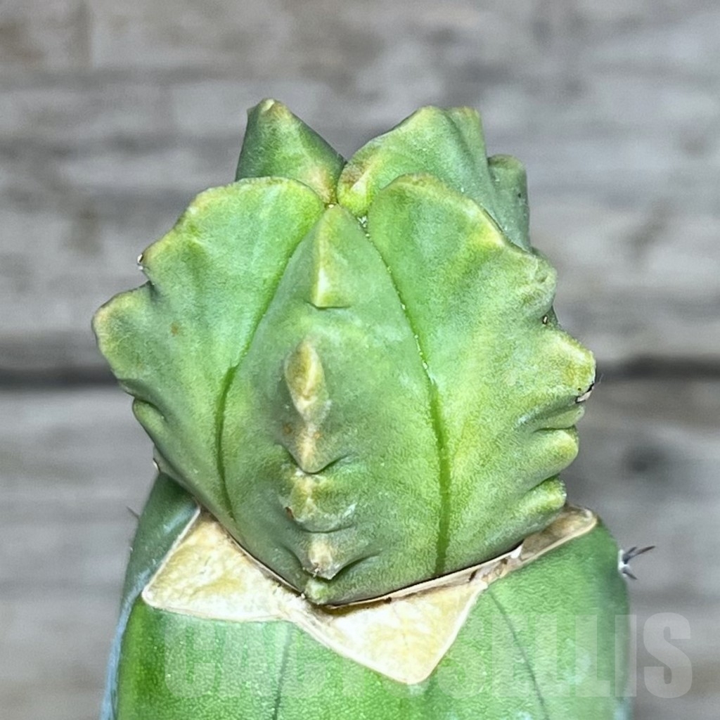 SHPR23663 Astrophytum myriostigma ‘Kikko’ f. variegata, grafted