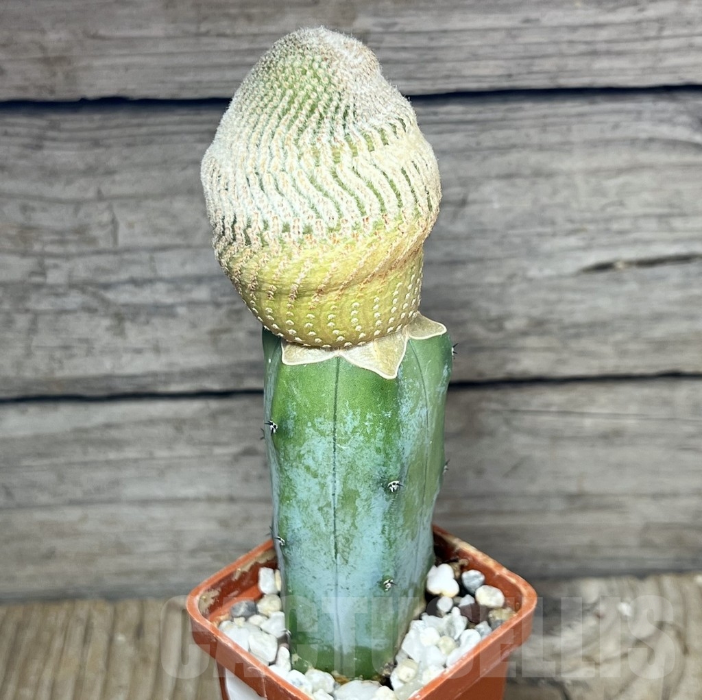 SHPR23664 Yavia cryptocarpa, grafted – Bild 2