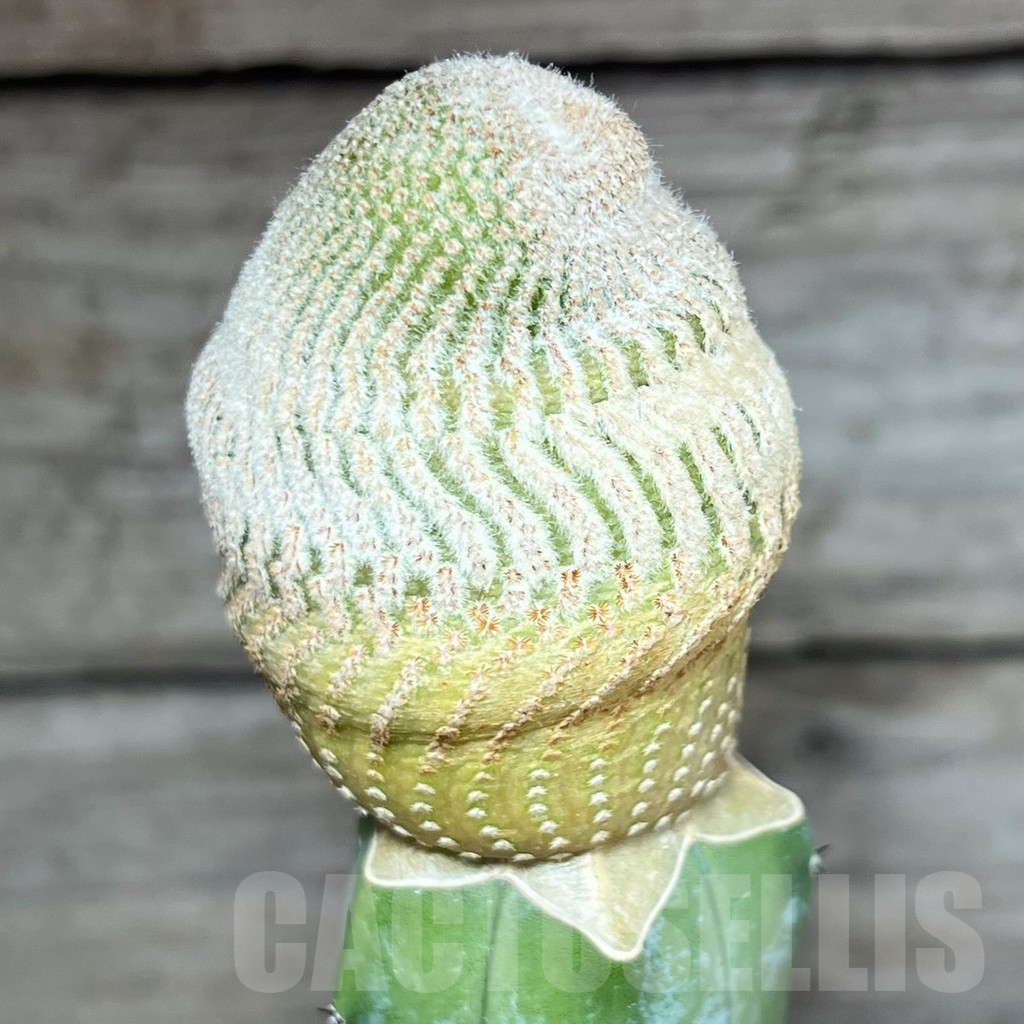 SHPR23664 Yavia cryptocarpa, grafted