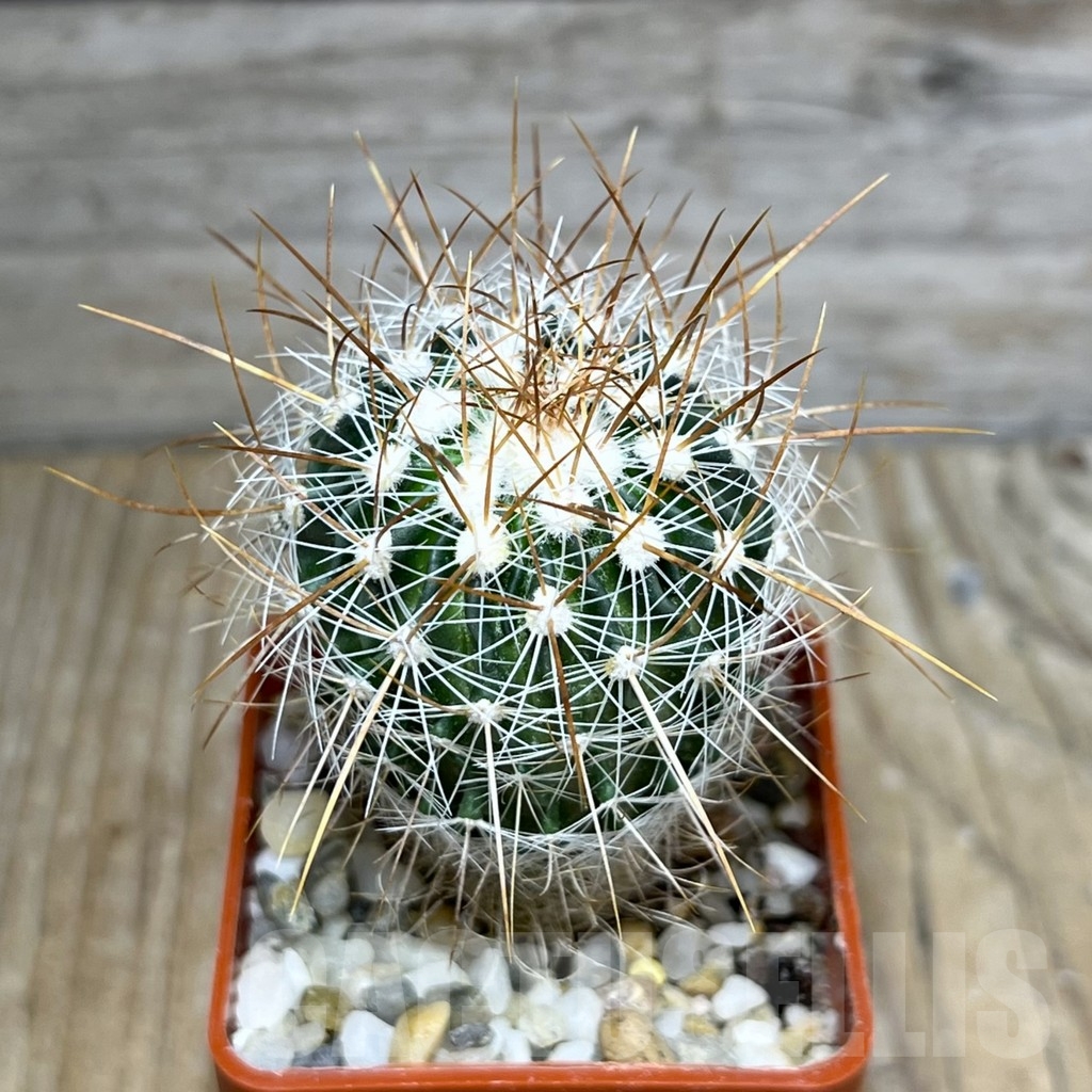 SHPR23666 Stenocactus albatus