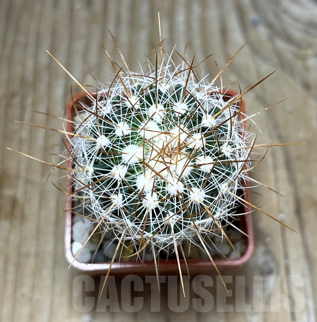 SHPR23666 Stenocactus albatus - Imagen 2