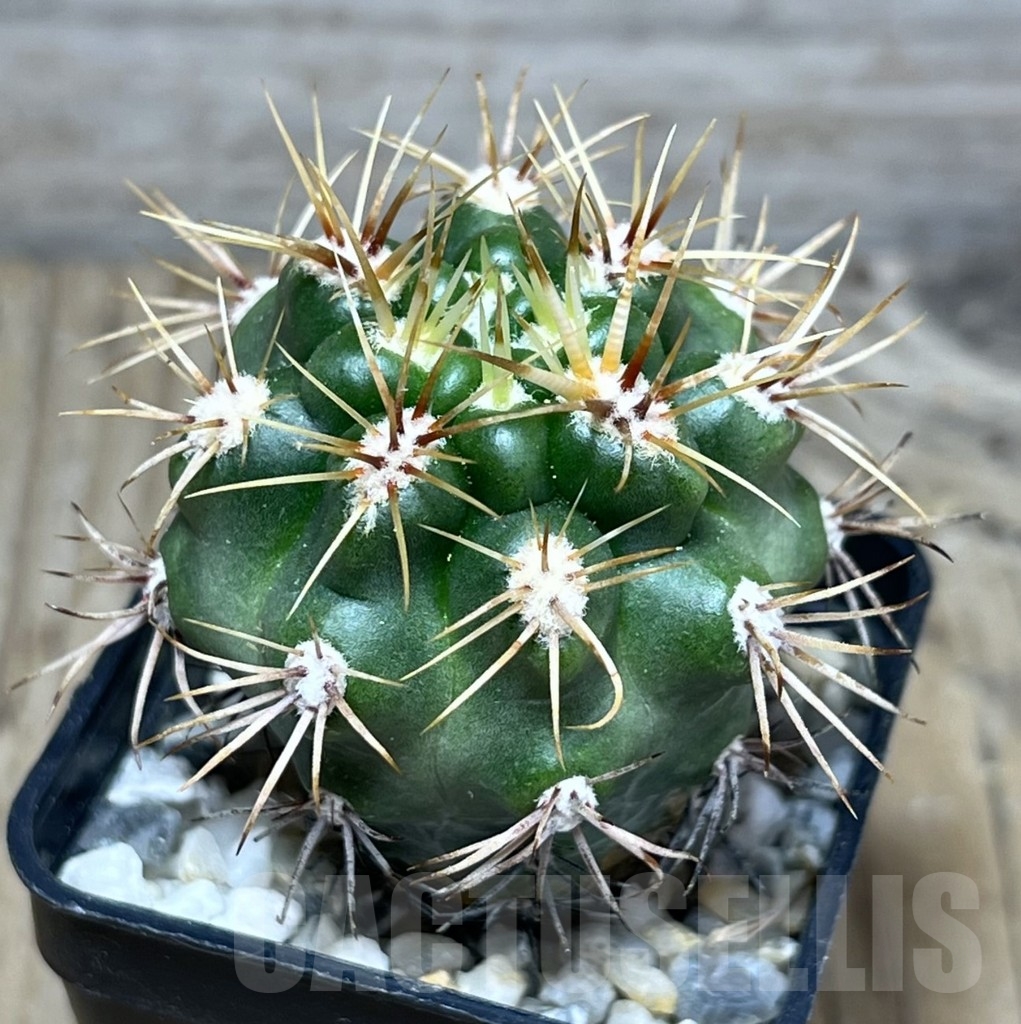 SHPR23667 Gymnocalycium monvillei