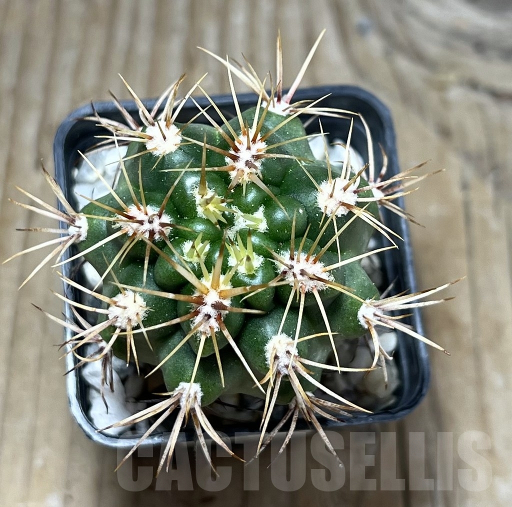 SHPR23667 Gymnocalycium monvillei - Image 2