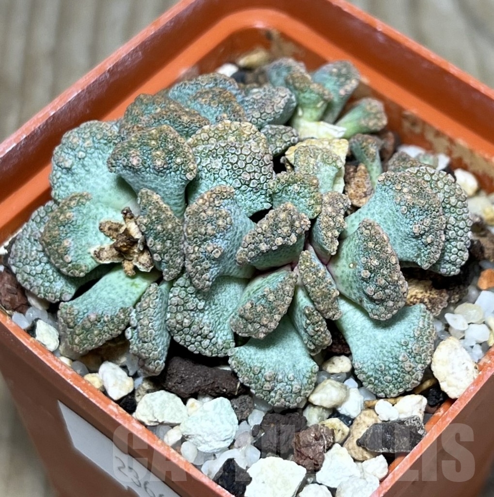 SHPR23668 Titanopsis calcarea