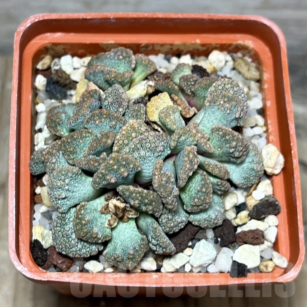 SHPR23668 Titanopsis calcarea - Image 2