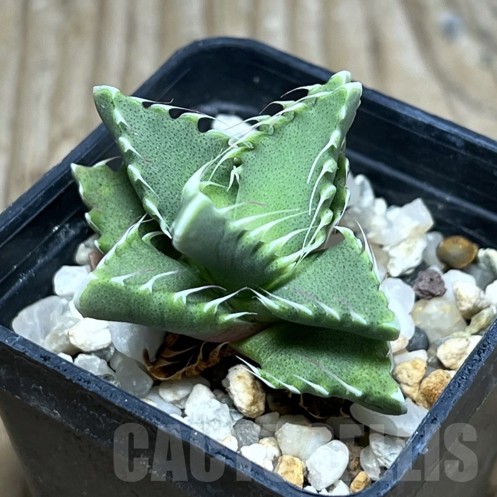 SHPR23669 Faucaria candida - immagine 2