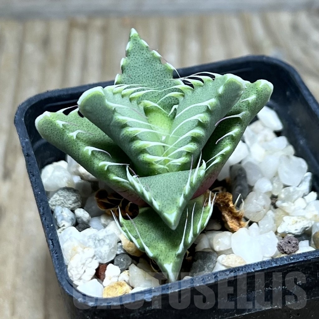 SHPR23669 Faucaria candida