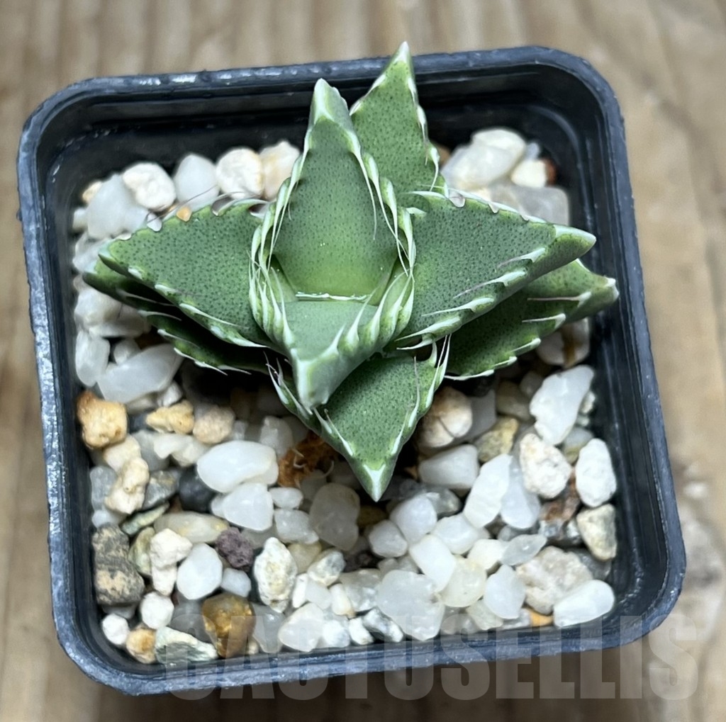 SHPR23669 Faucaria candida - immagine 3