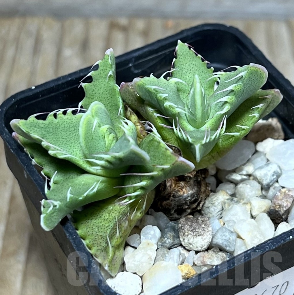 SHPR23670 Faucaria candida