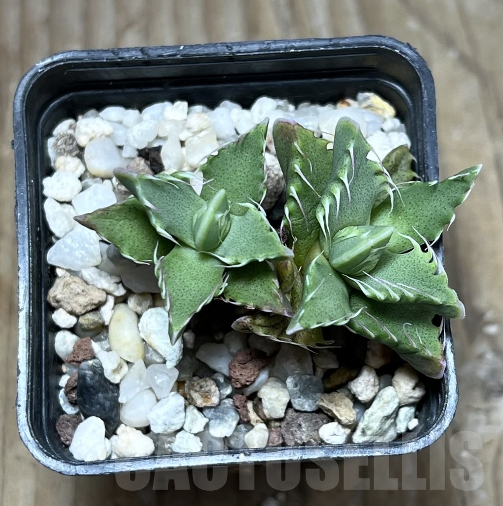 SHPR23670 Faucaria candida - Obrázek 2