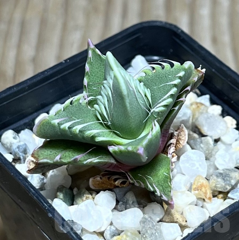 SHPR23671 Faucaria candida