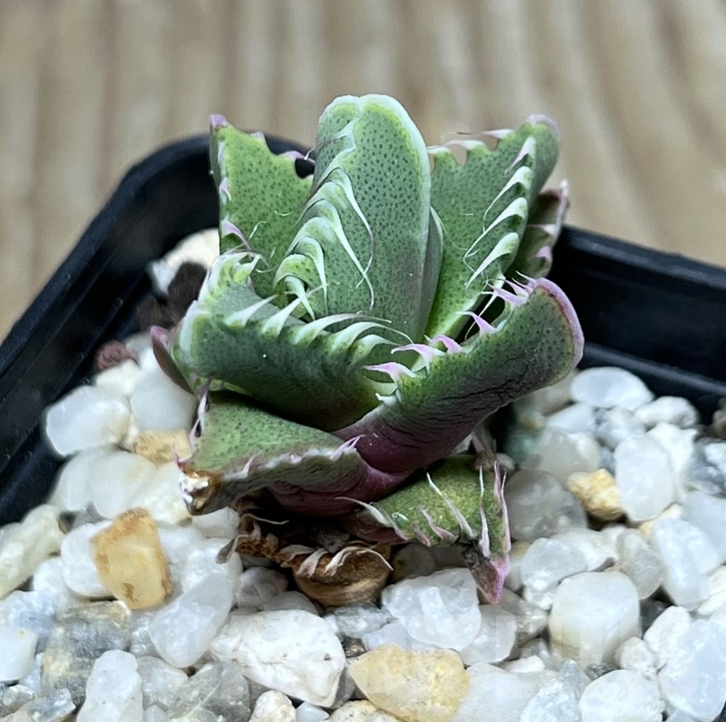 SHPR23671 Faucaria candida - immagine 2