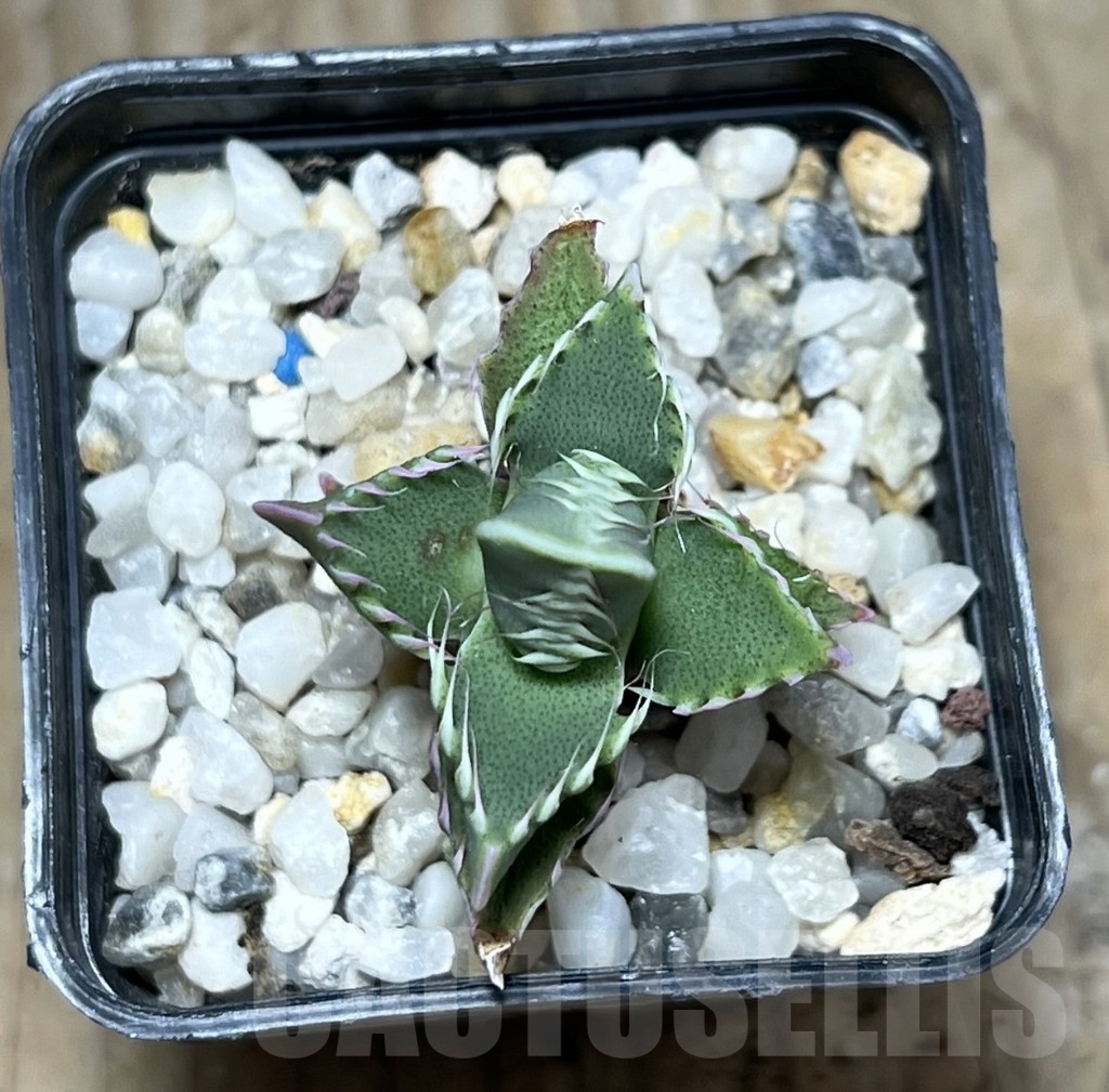 SHPR23671 Faucaria candida - immagine 3