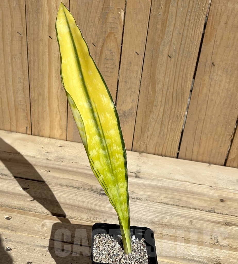 SHPR23782 Sansevieria 'Tiger Yellow'