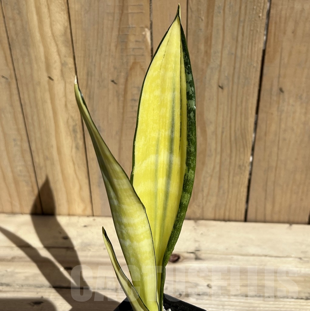 SHPR23784 Sansevieria ‘Golden Banner’ mutation