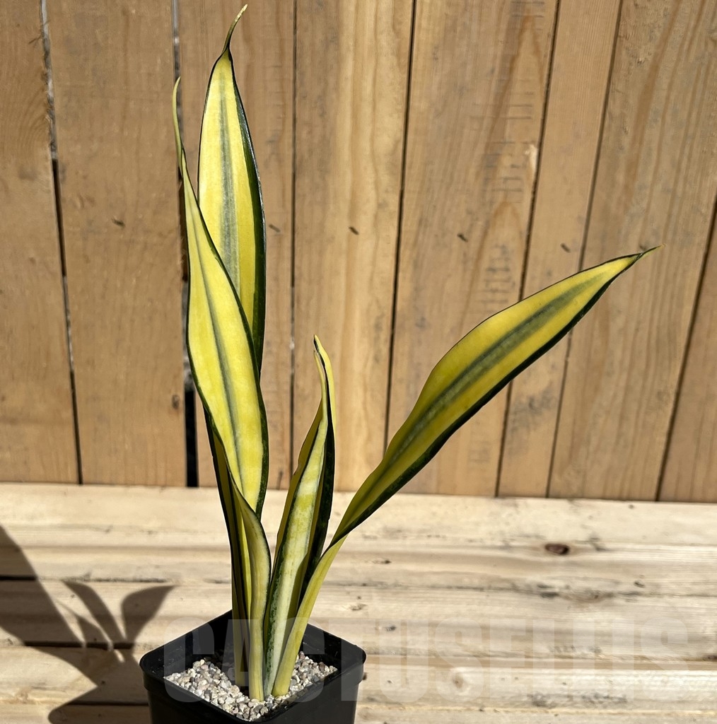 SHPR23785 Sansevieria ‘Golden Banner’ mutation - Зображення 2