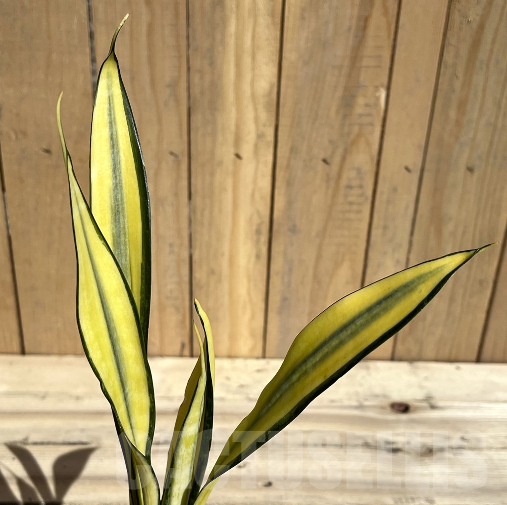 SHPR23785 Sansevieria ‘Golden Banner’ mutation