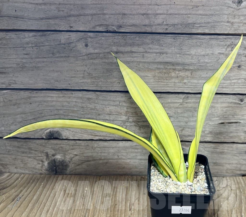 SHPR23786 Sansevieria ‘Golden Banner’ mutation - Imagen 2