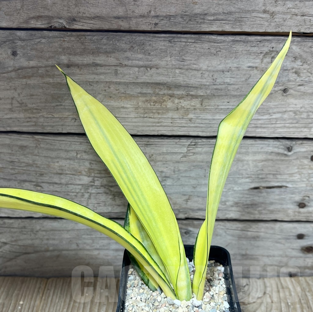 SHPR23786 Sansevieria ‘Golden Banner’ mutation