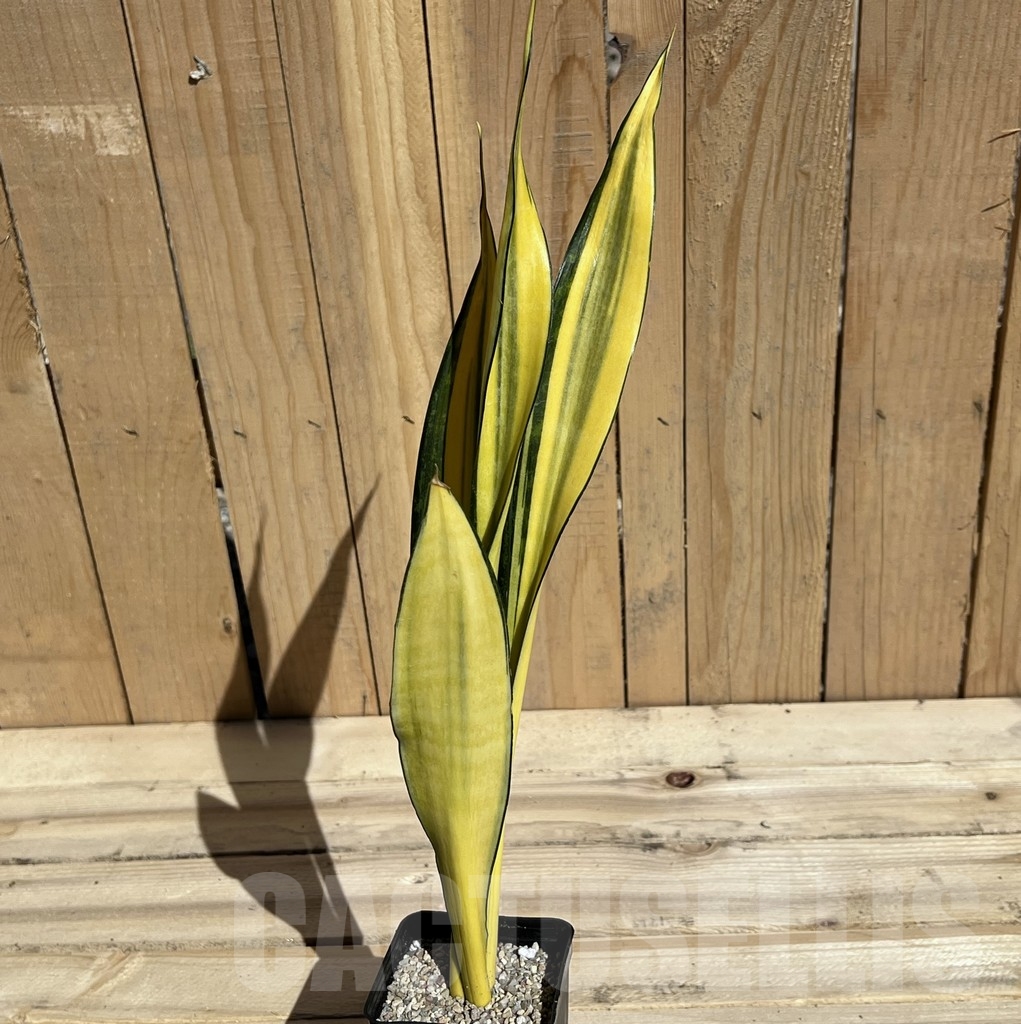 SHPR23787 Sansevieria ‘Golden Banner’ mutation - Imagen 2