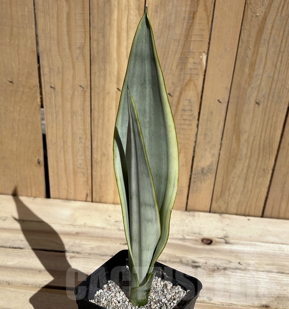 SHPR23788 Sanseviera lorenti silver