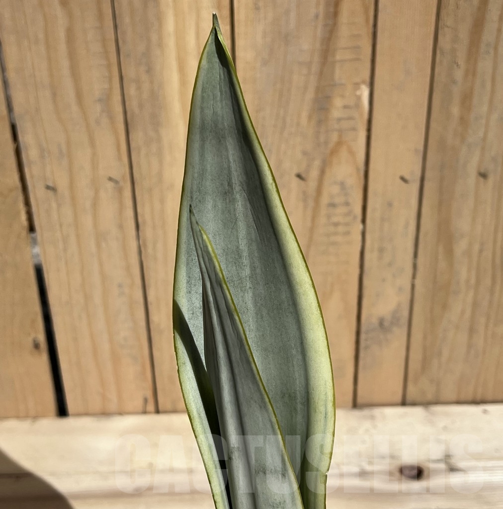 SHPR23788 Sanseviera lorenti silver - Image 2