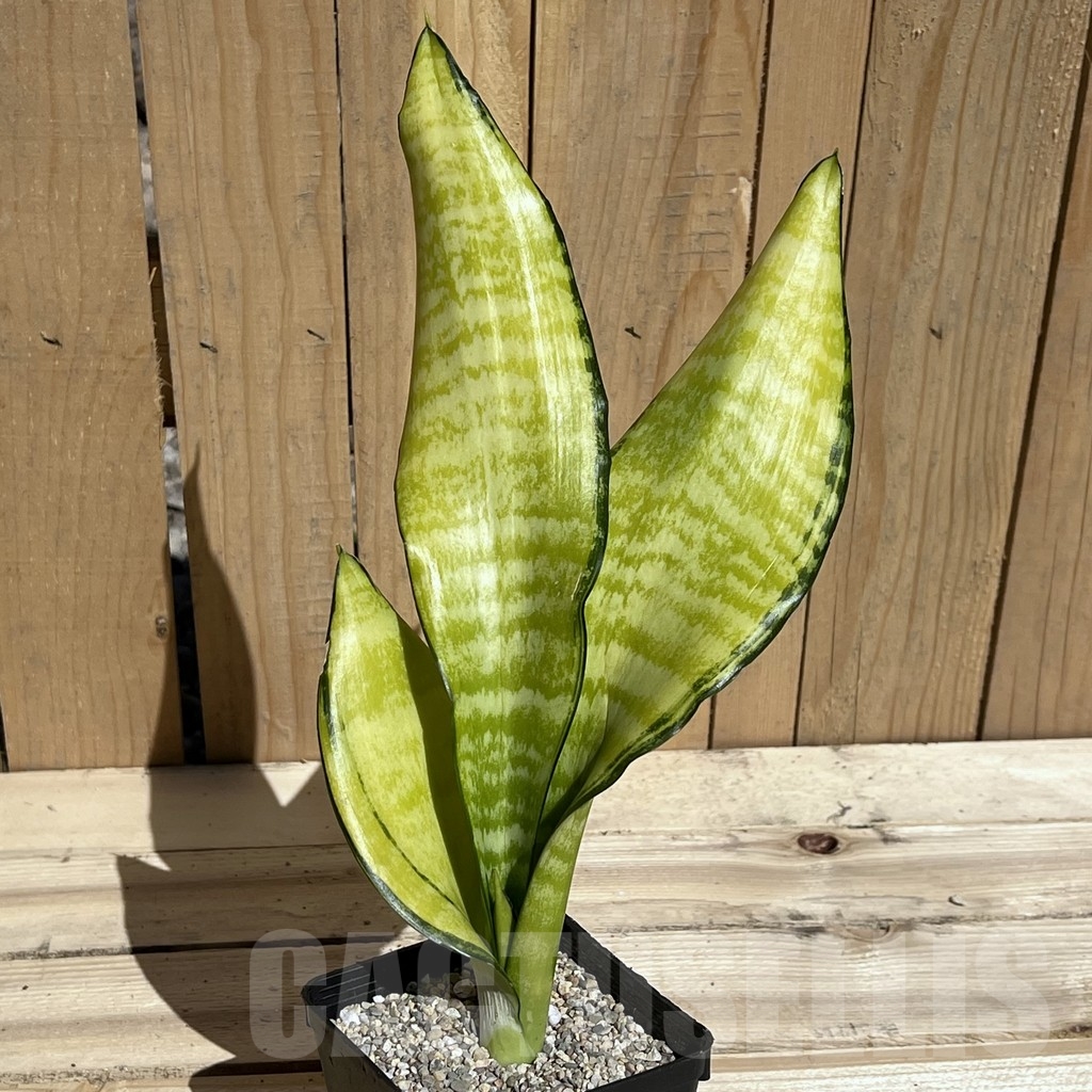 SHPR23796 Sansevieria 'Futura gold America'
