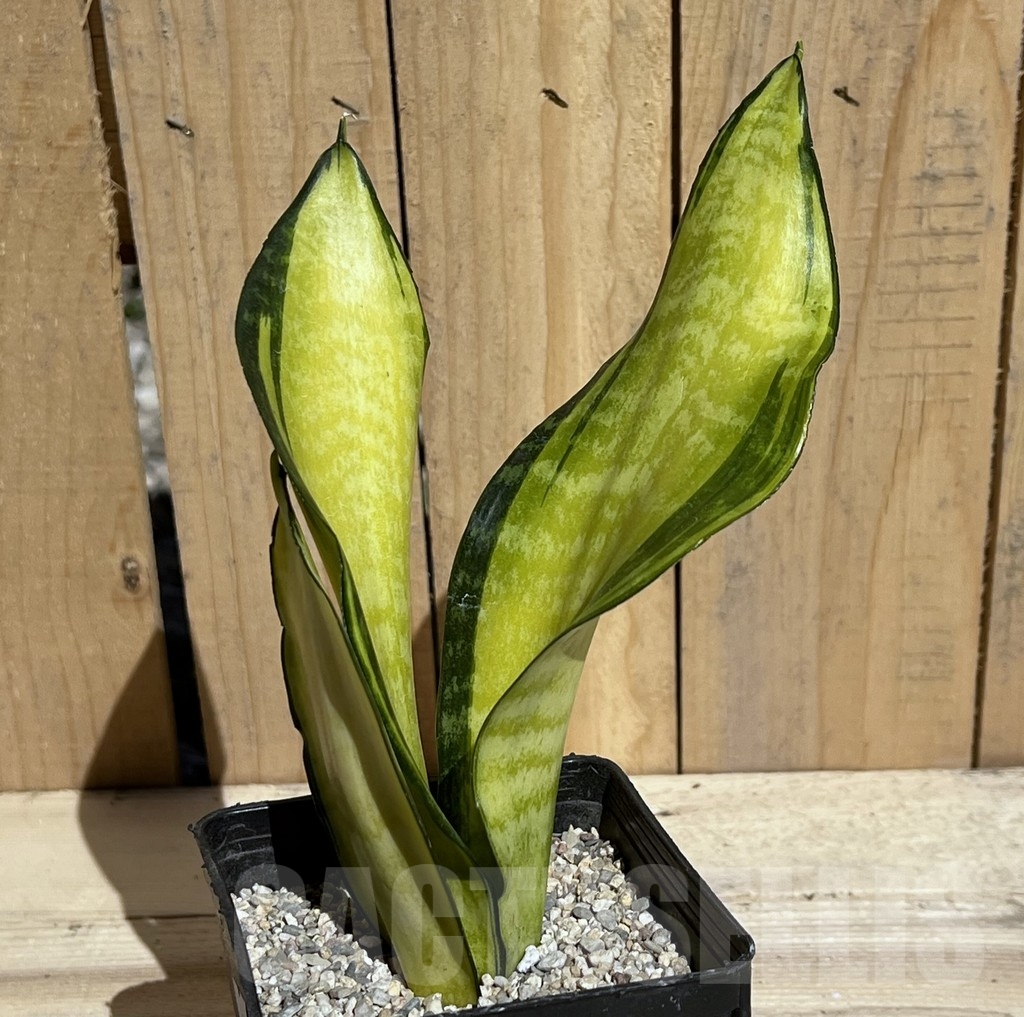 SHPR23797 Sansevieria 'Futura gold America'